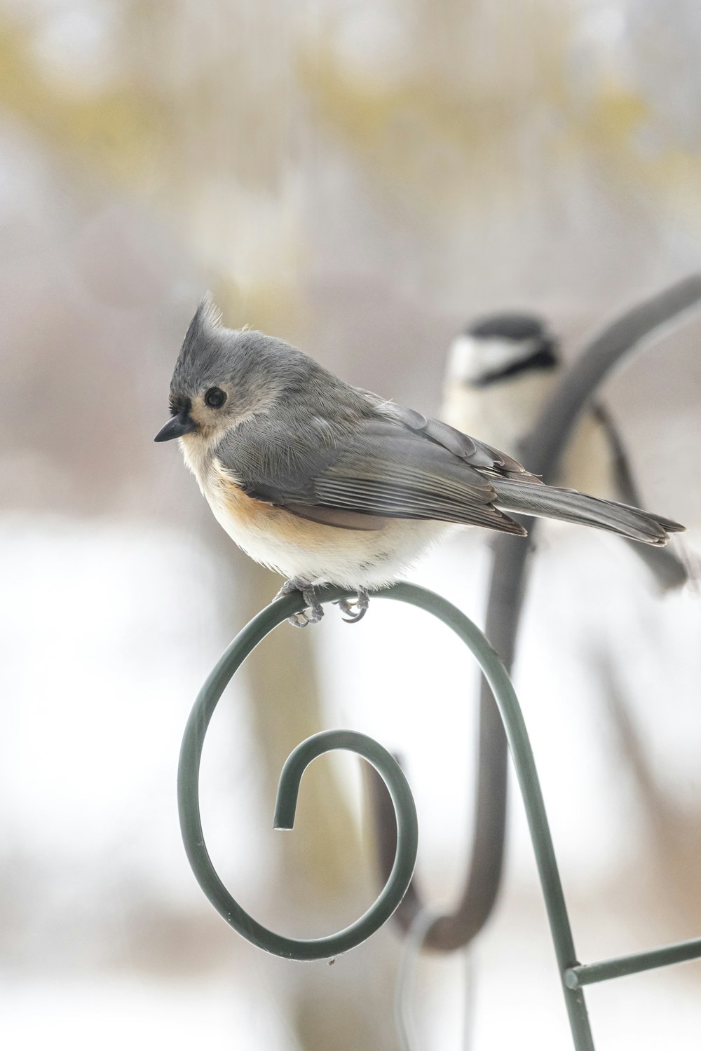 gray and white bird on green metal fence