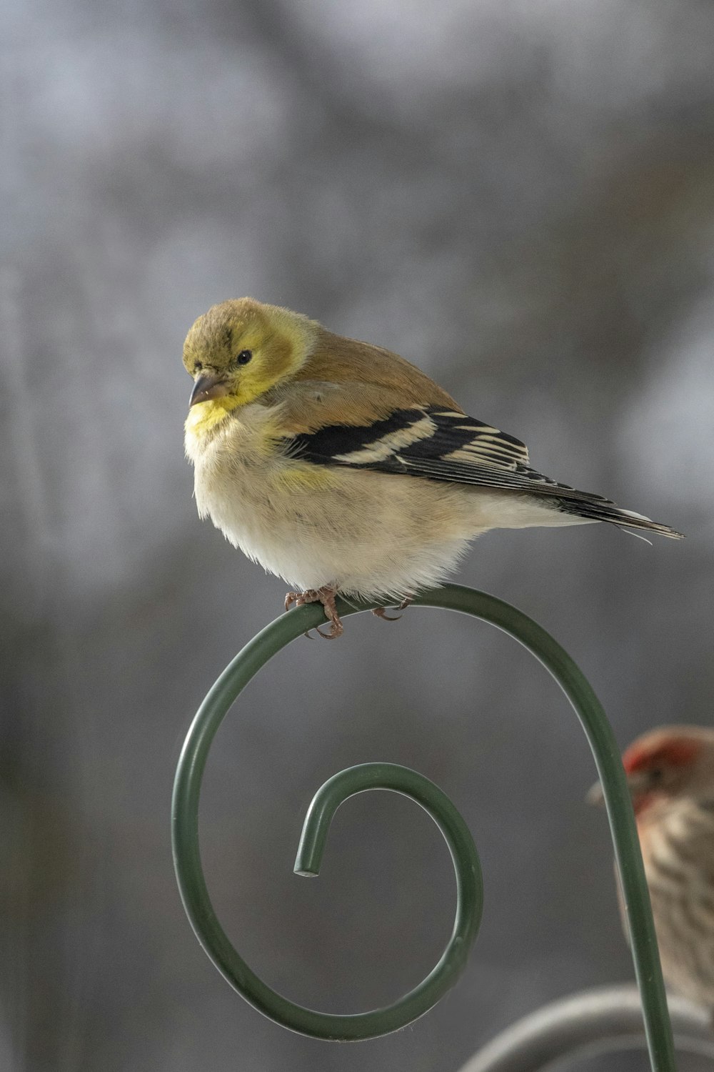 pássaro amarelo e preto na cerca de metal verde durante o dia