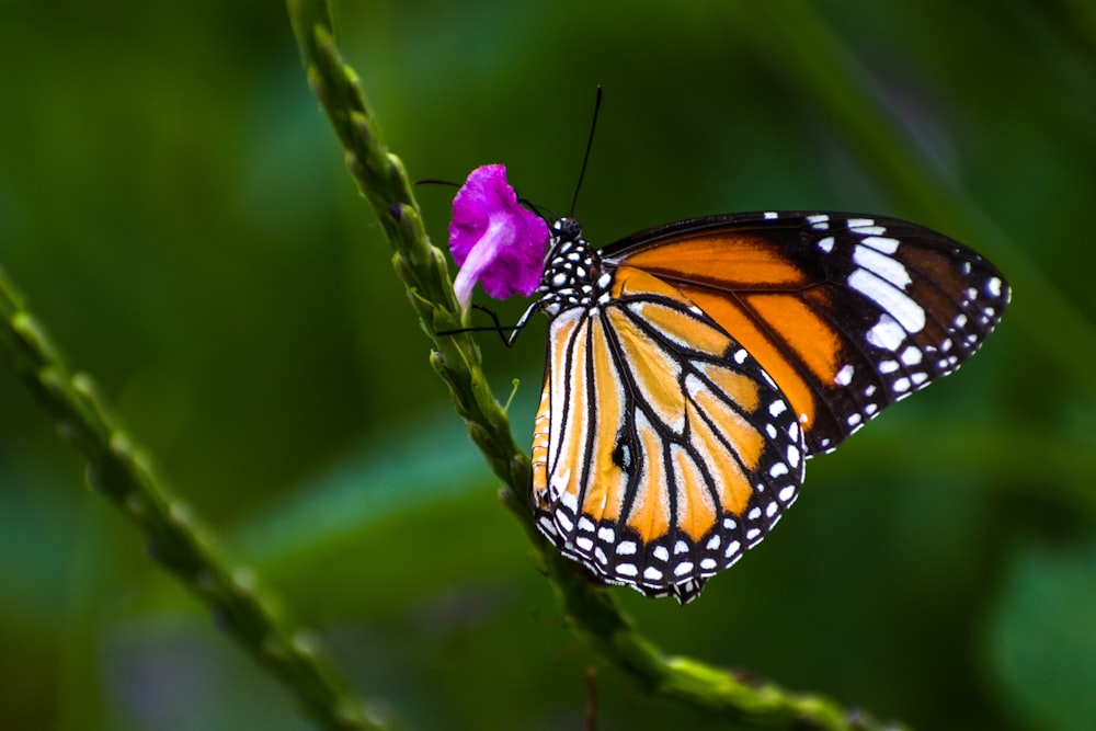 Mariposa monarca posada en flor púrpura en fotografía de primer plano durante el día
