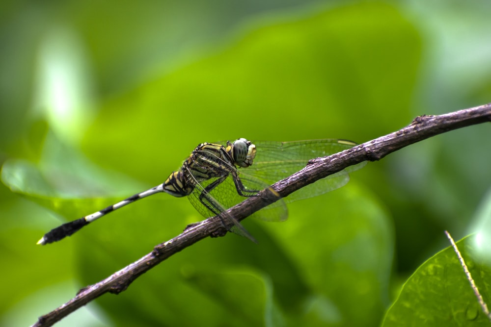 black and white dragonfly perched on brown stem in close up photography during daytime