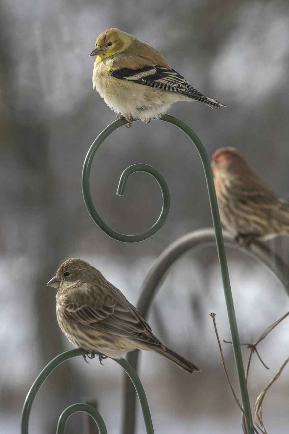 brown and white bird on green metal fence