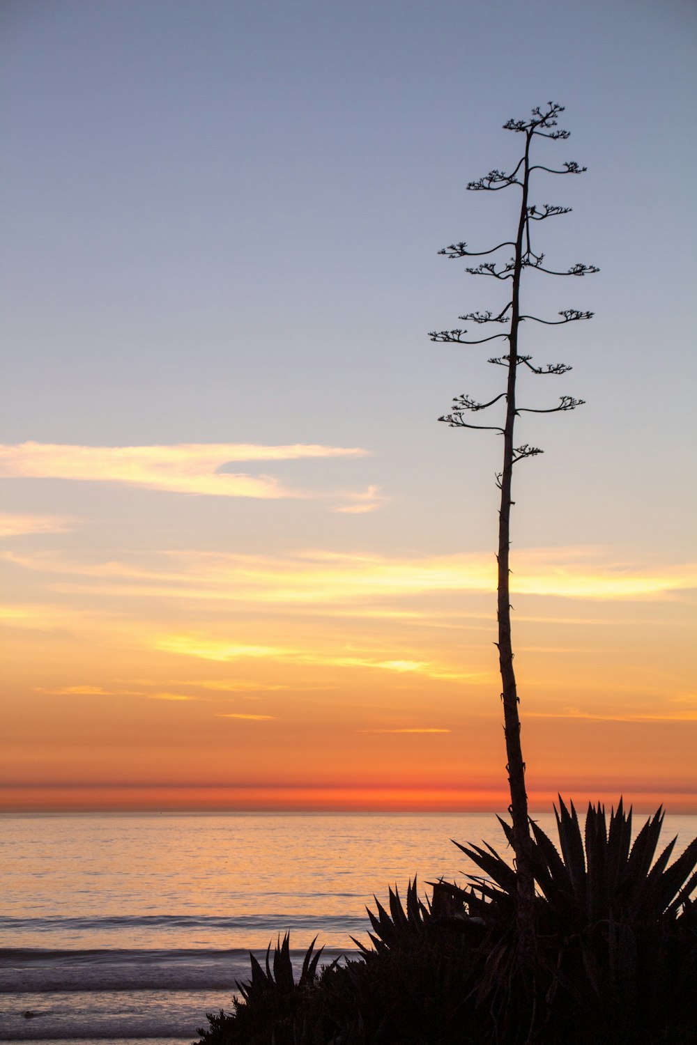 silhouette d’arbre au coucher du soleil