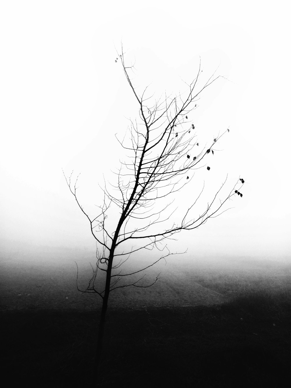 leafless tree on gray scale
