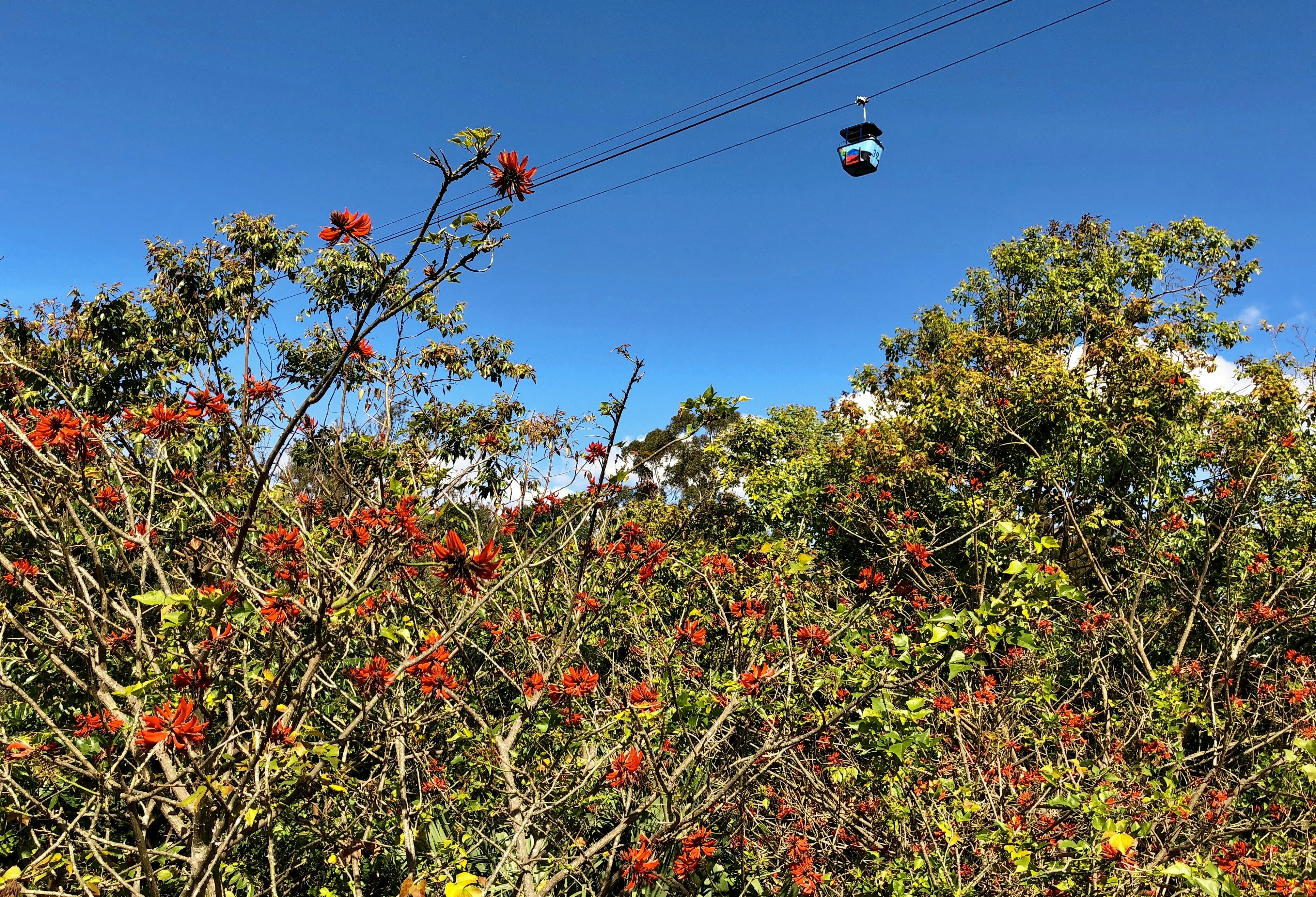 yellow and red flowers on tree branch during daytime