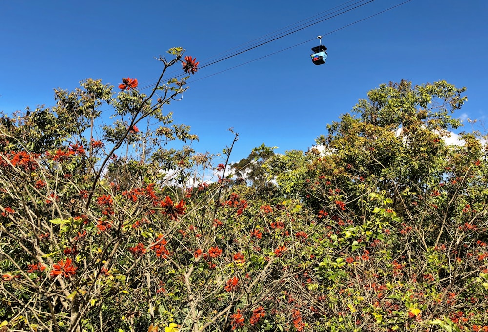 yellow and red flowers on tree branch during daytime