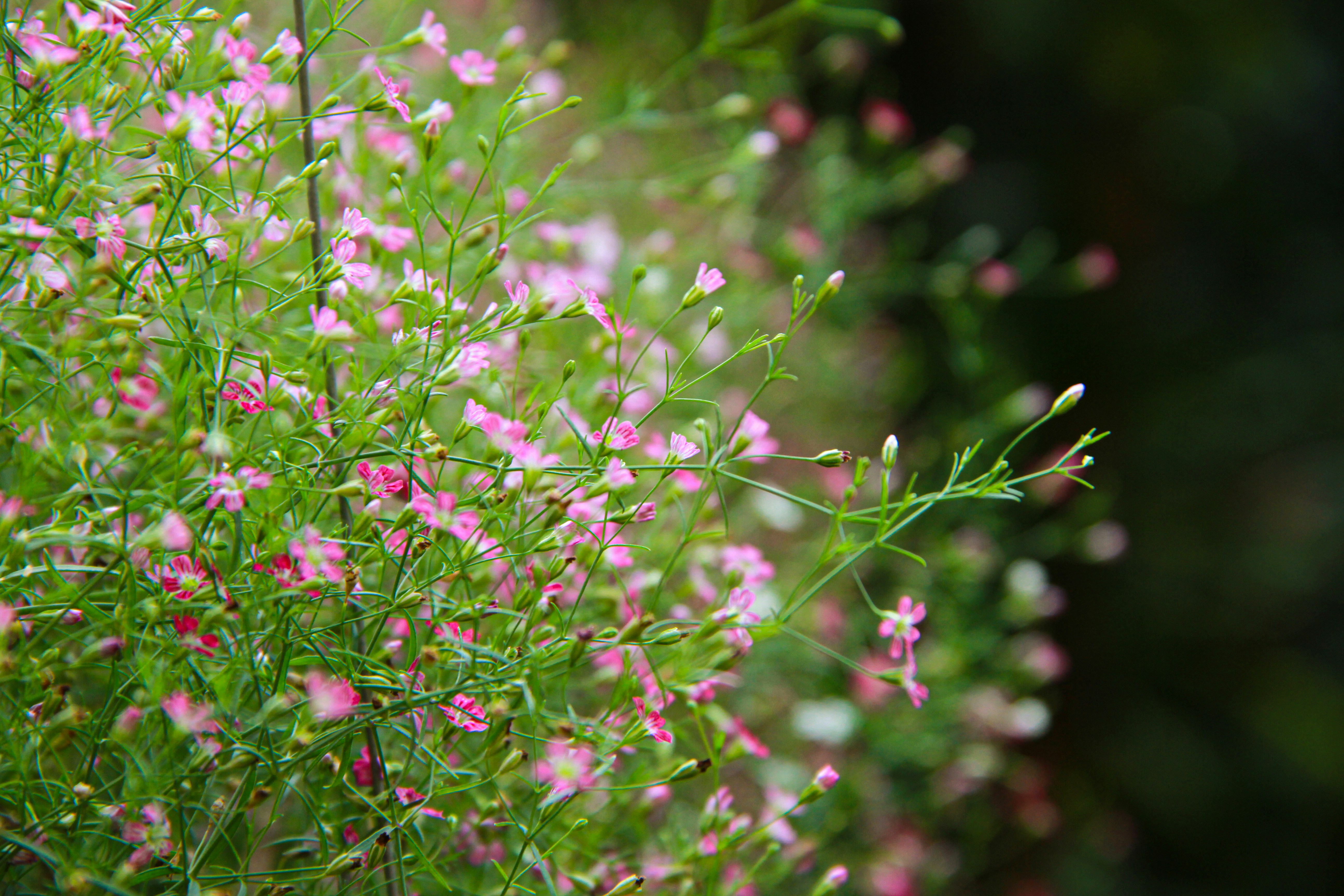 pink flowers with green leaves