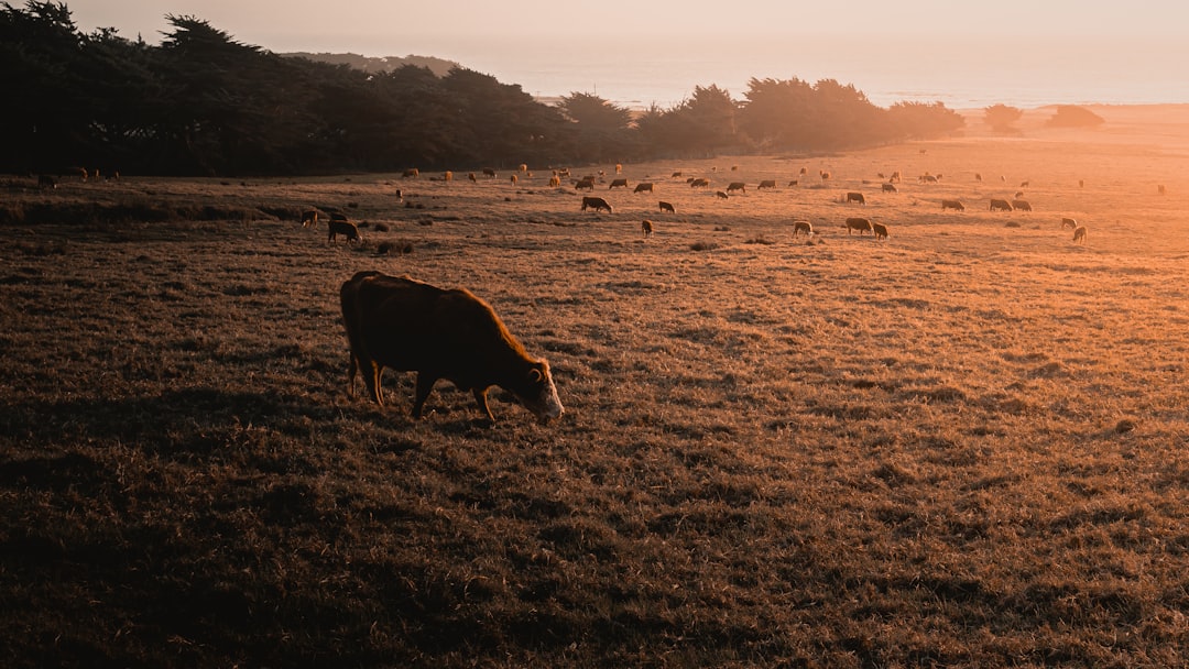 brown cow on brown field during daytime