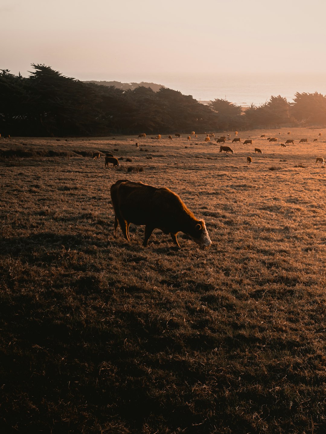 brown cow on brown grass field during daytime