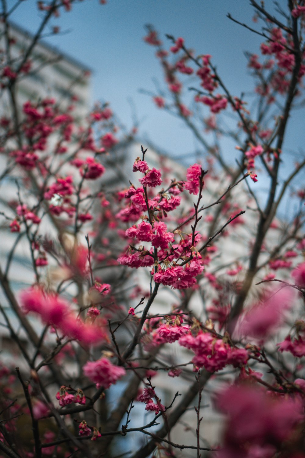 pink and white flowers in tilt shift lens