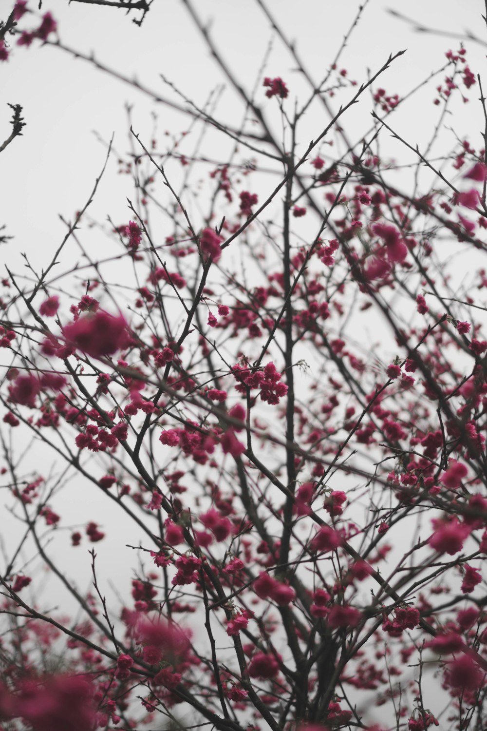 red flowers on brown tree branch