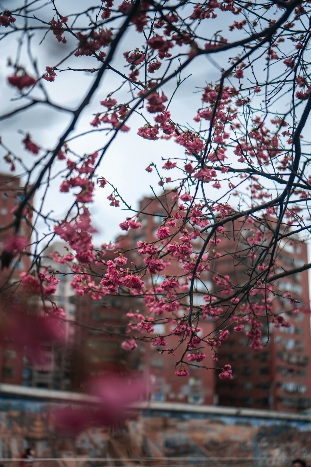 white and pink cherry blossom tree