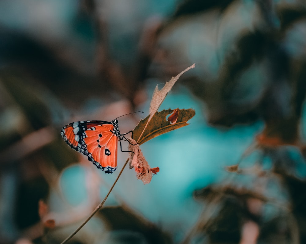 Brauner und schwarzer Schmetterling sitzt auf brauner Pflanze