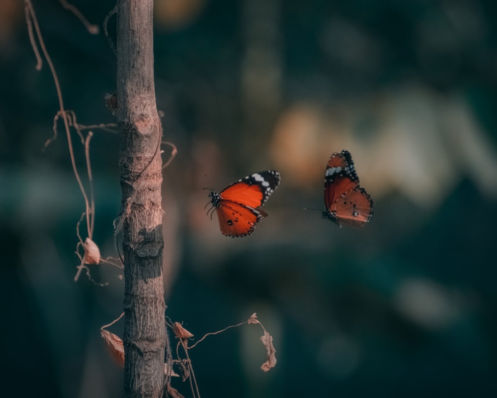 brown and black butterfly on brown tree branch