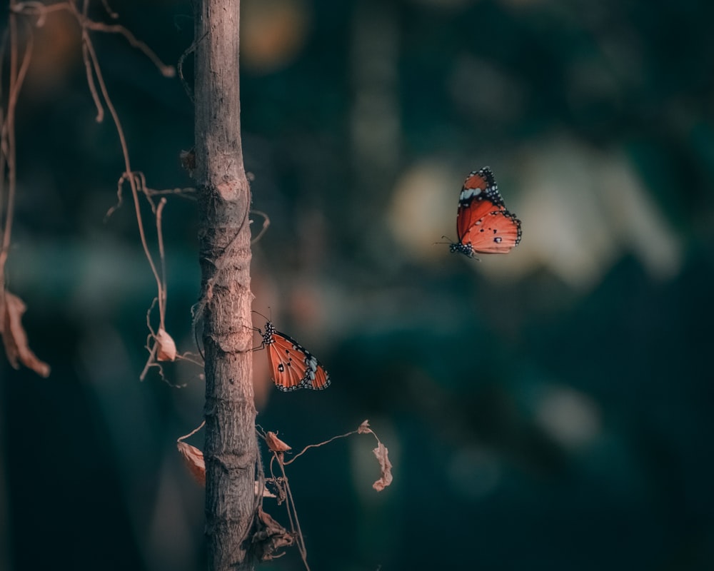 brown and black butterfly on brown tree branch during daytime