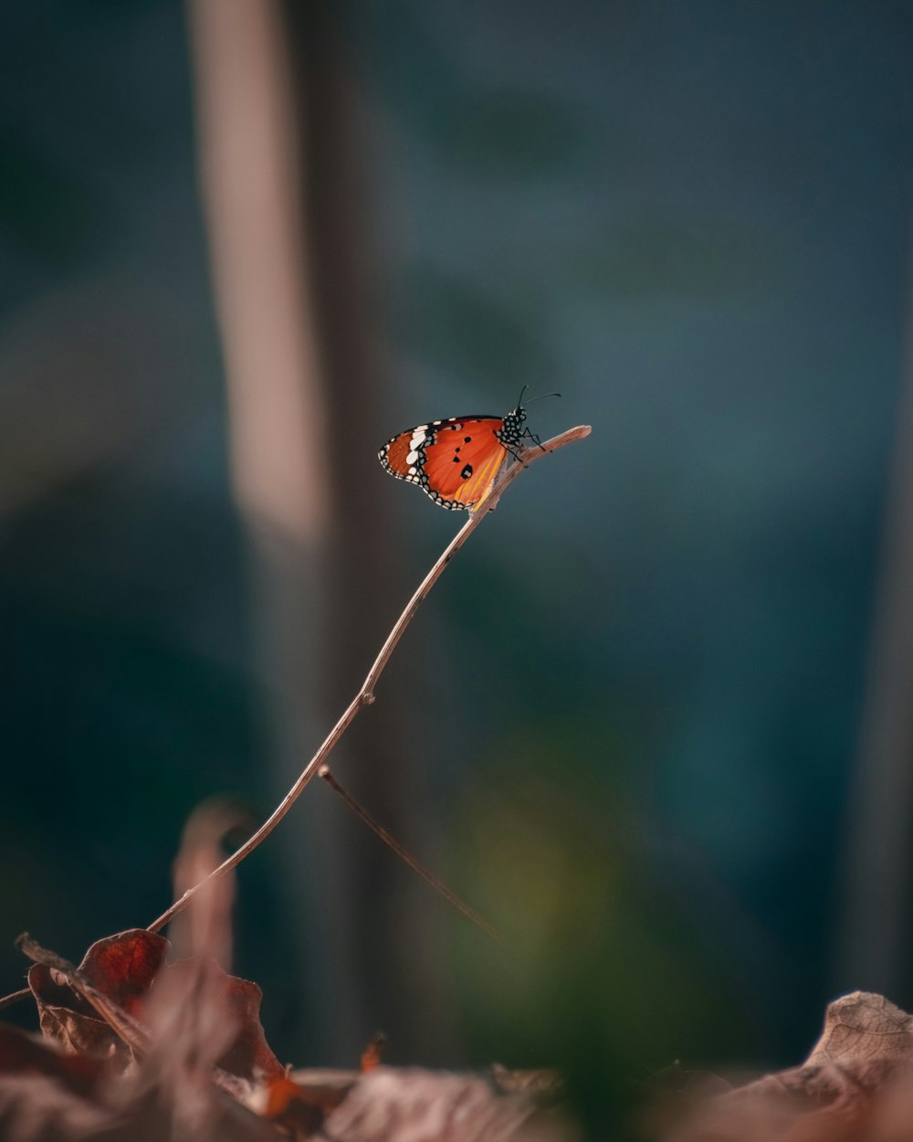 Mariposa marrón y blanca encaramada en el tallo marrón en fotografía de primer plano durante el día