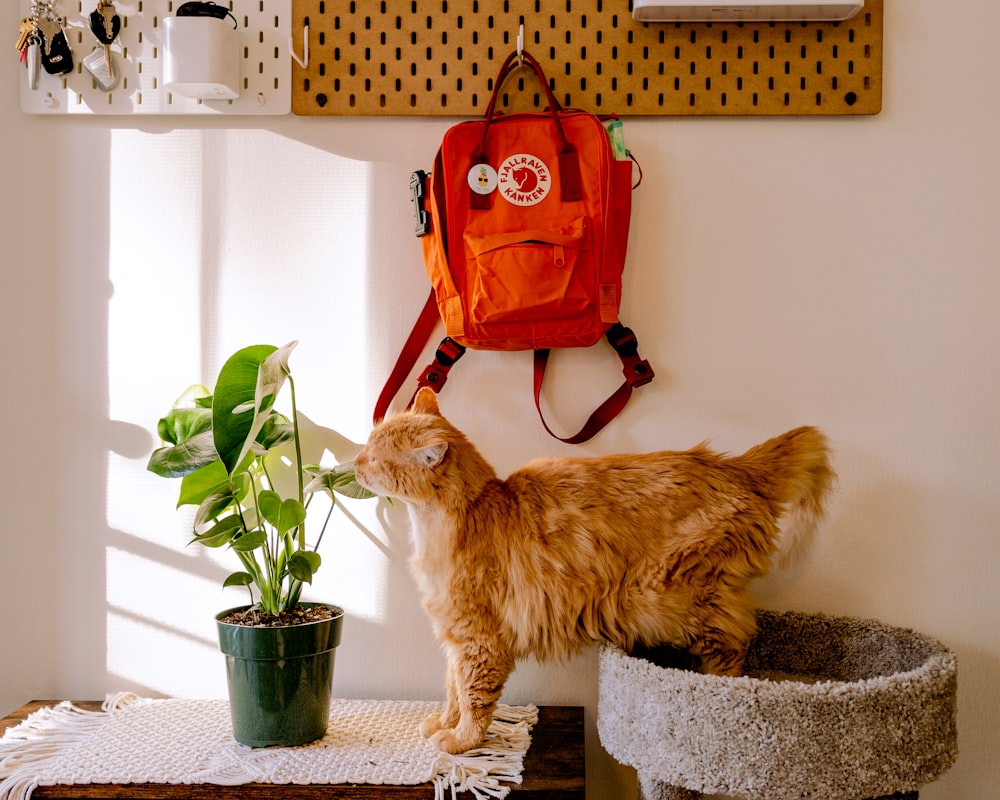 gato atigrado naranja sobre mesa de hormigón negro y gris