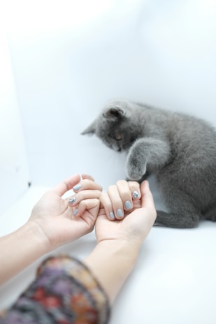 A playful Russian Blue kitten reaching out with its paw, ready to pounce.