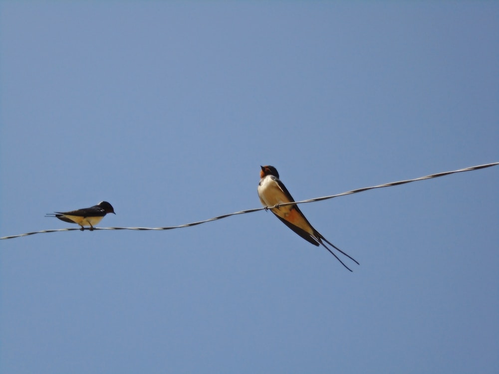 brown and white bird on black wire during daytime