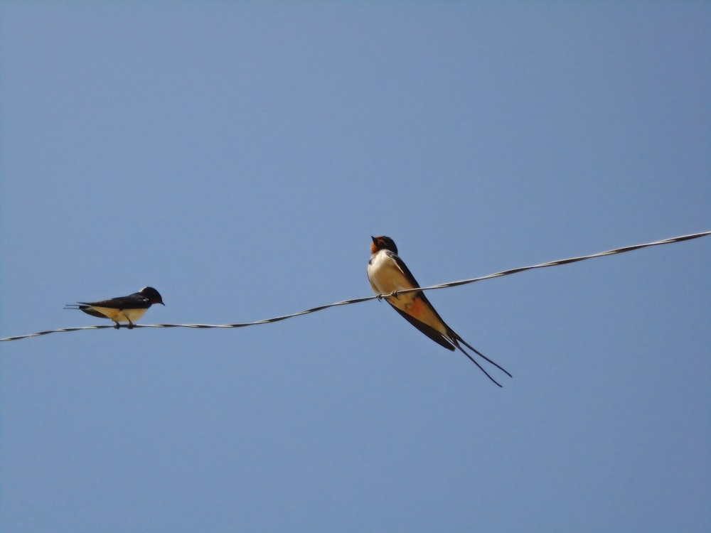 Oiseau brun et blanc sur fil noir pendant la journée