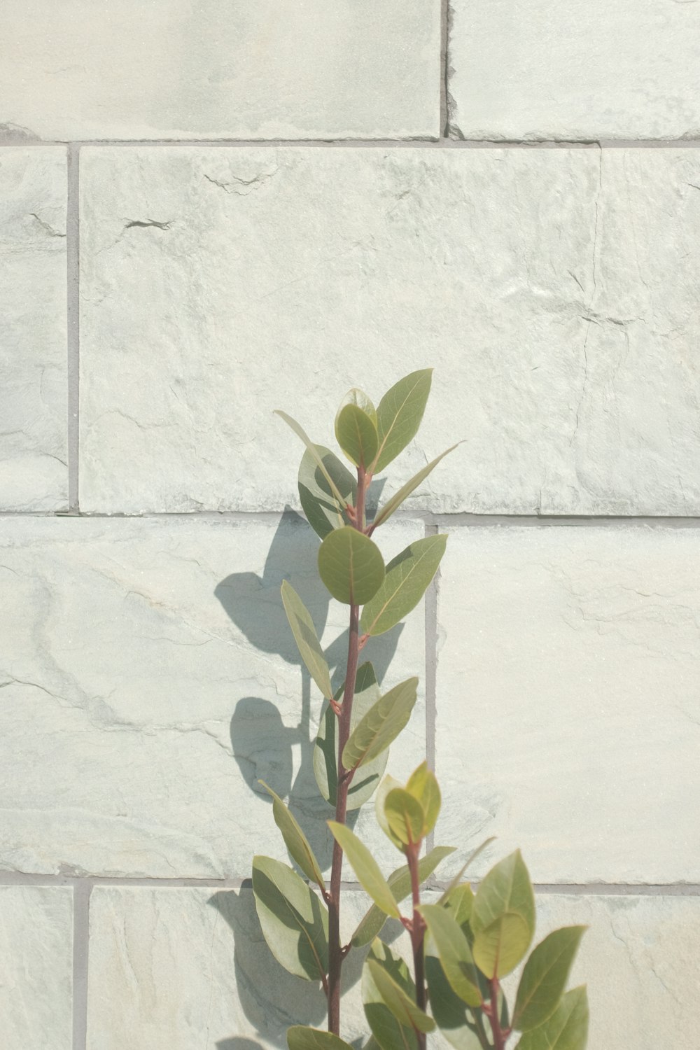 green leaves on white concrete wall