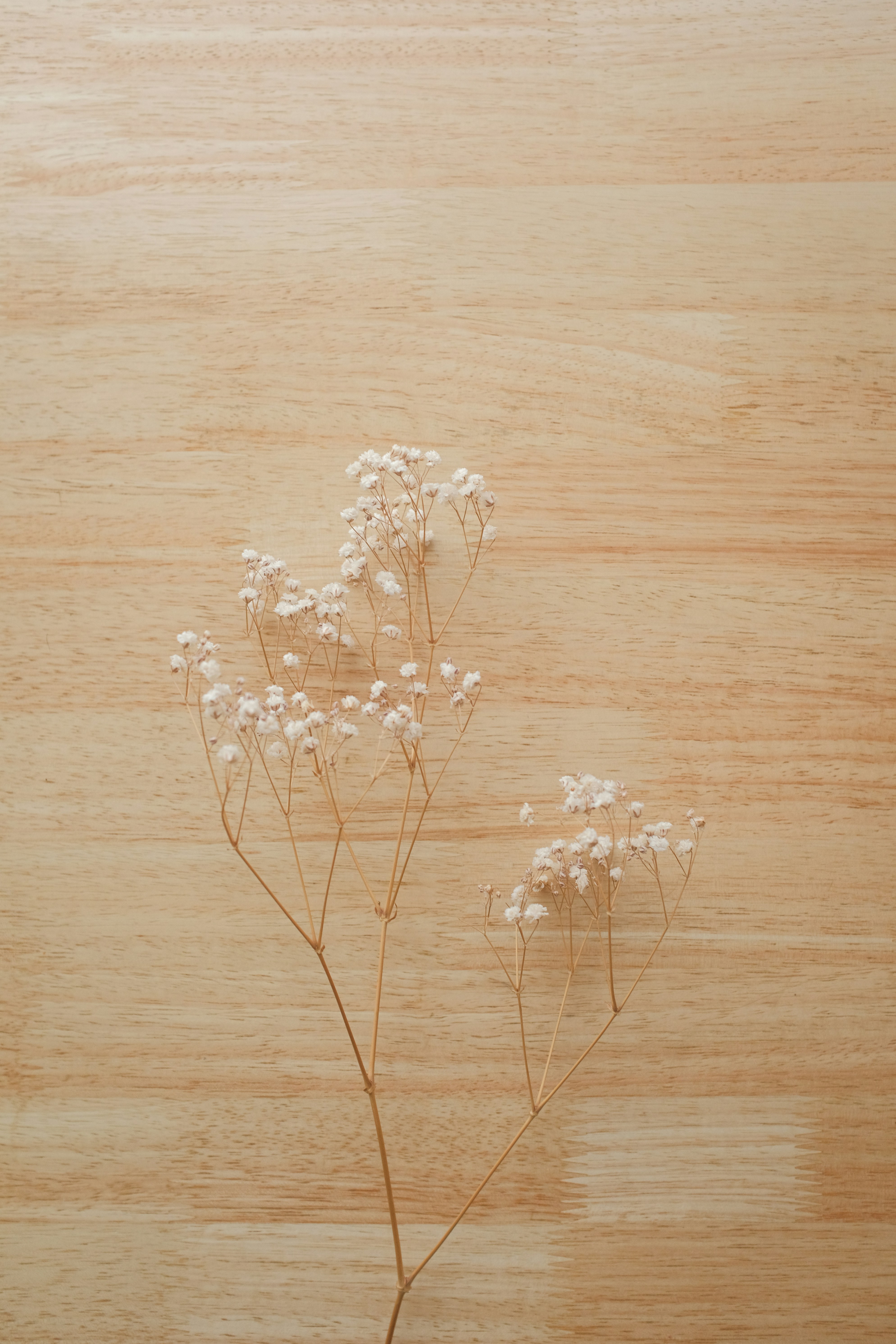 Dried white chamomile flowers spread on a light wooden surface in warm natural light