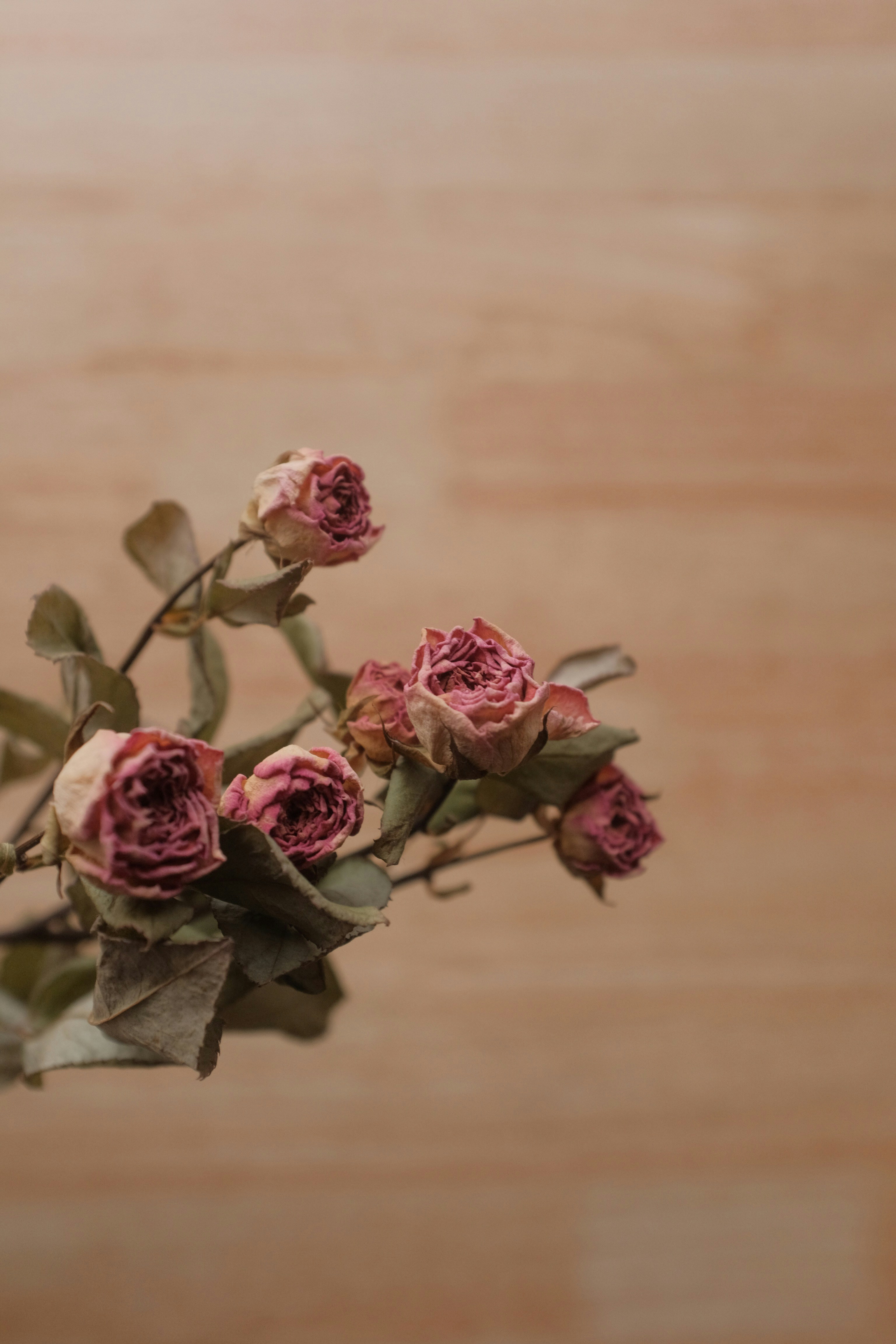 昼間に咲くピンクのバラの写真 Unsplashで見つける茶色の無料写真
