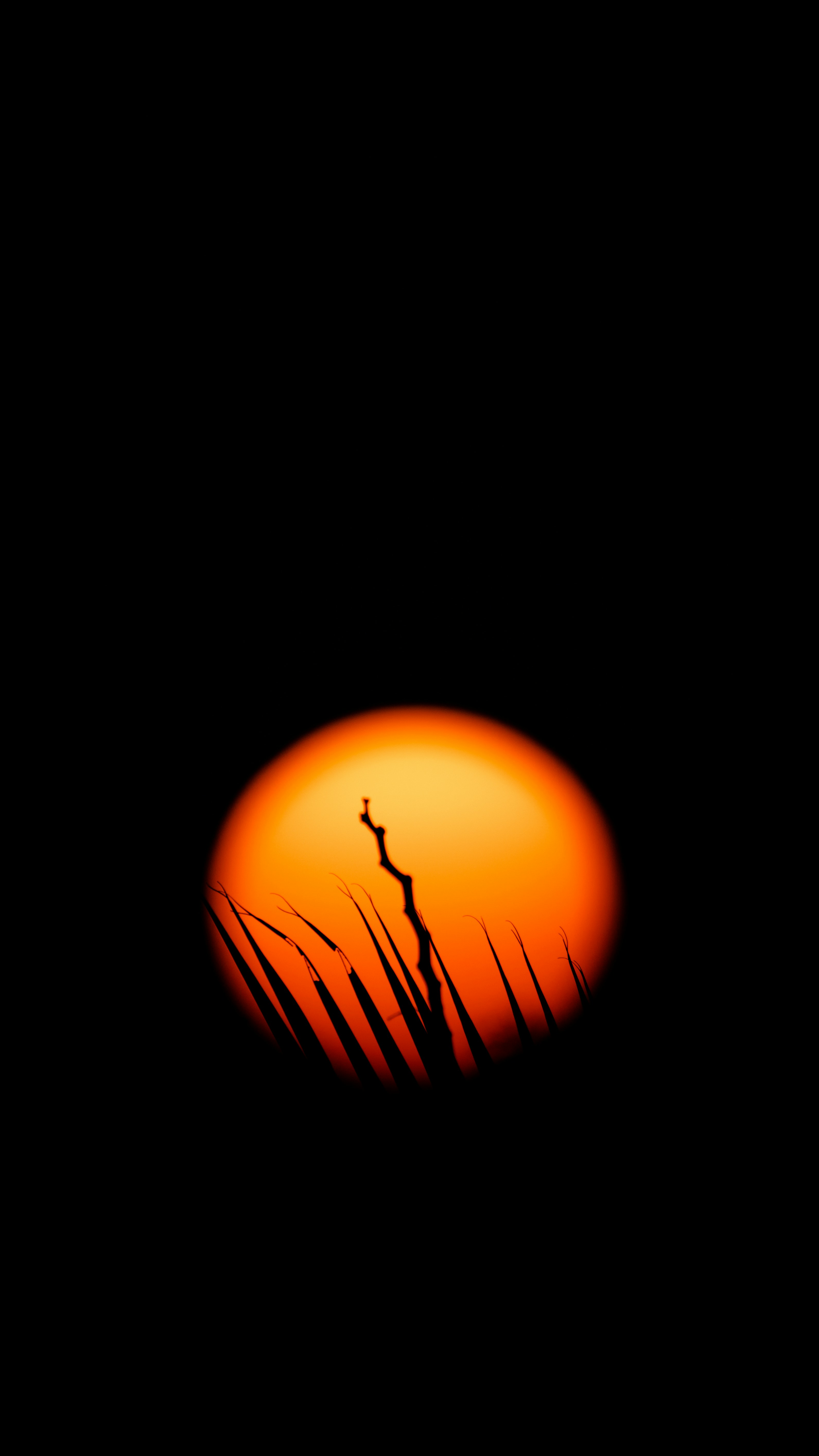 silhouette of tree during sunset