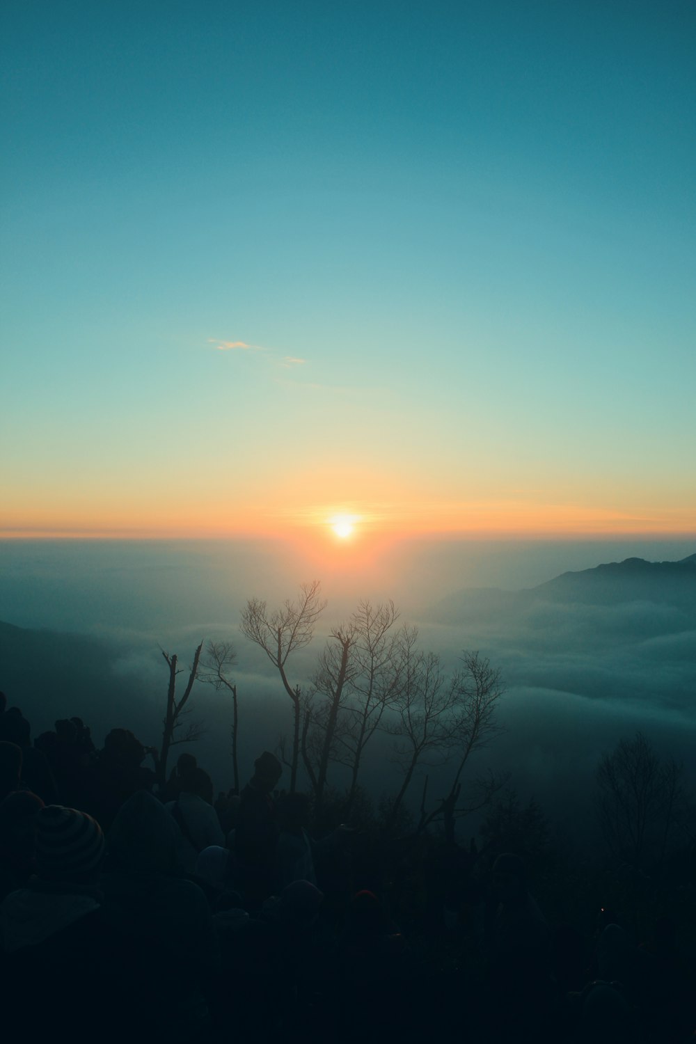 Silhouette d’arbres au coucher du soleil