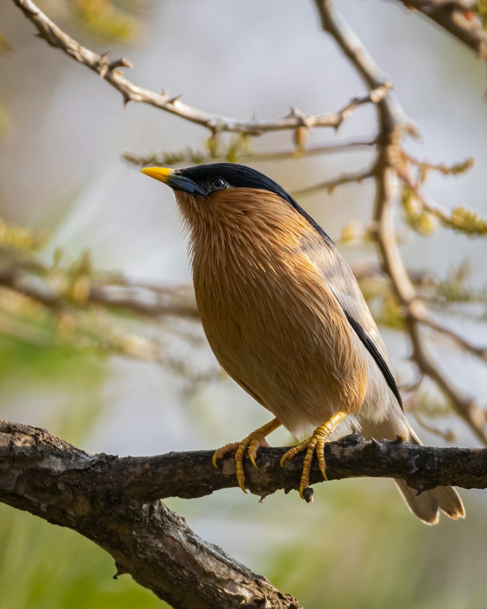 Oiseau brun sur branche d’arbre brun