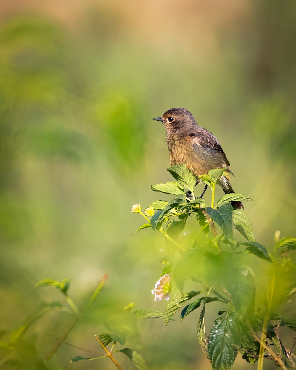 brown bird perched on green plant during daytime
