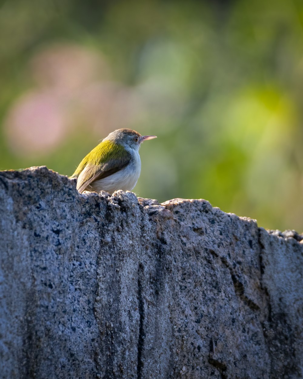 green and white bird on brown tree trunk
