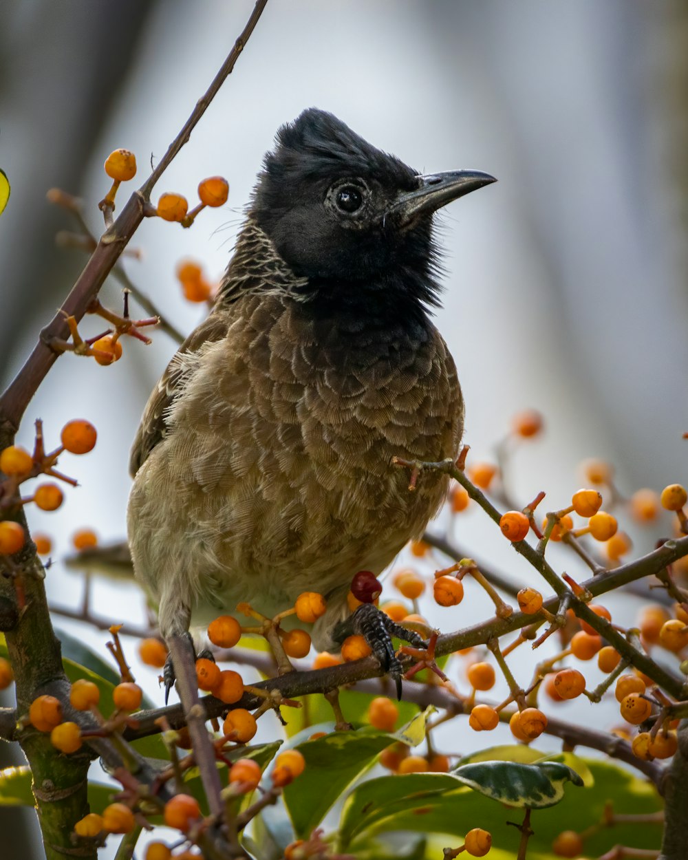 Pájaro marrón en la rama del árbol marrón