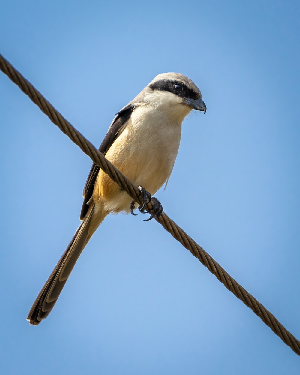 Pájaro marrón y blanco sobre palo de madera marrón durante el día