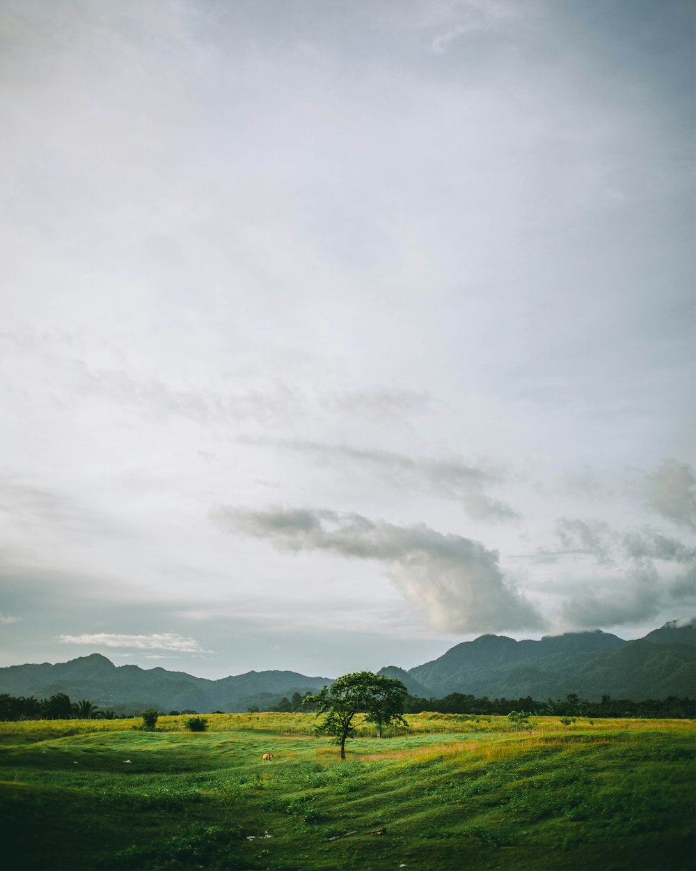 green grass field under white clouds