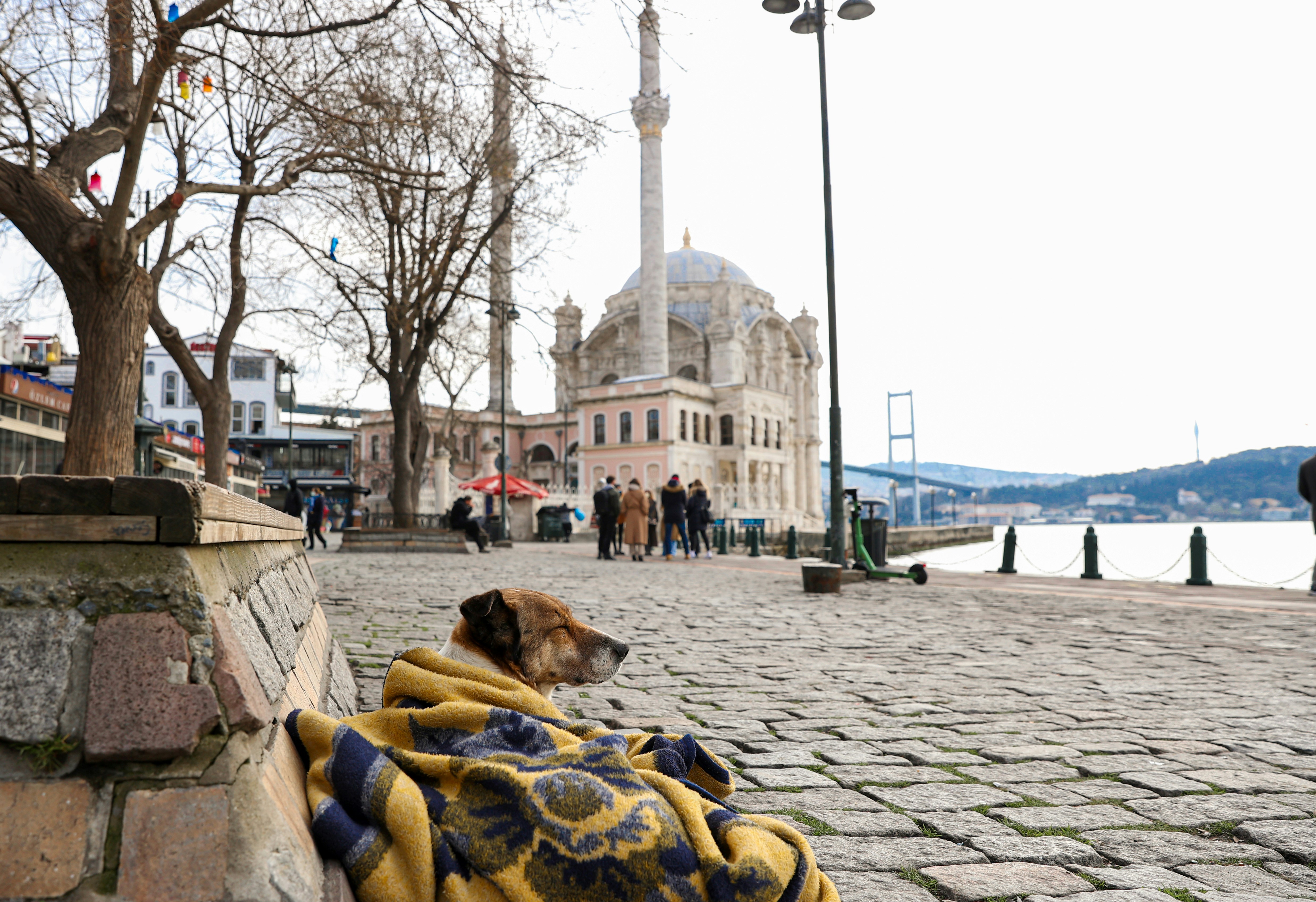 brown short coated dog lying on yellow textile on gray concrete floor during daytime, 