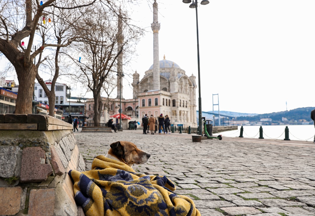 Sail the Bosphorus: The One Istanbul Experience You Simply Can't Mi… — Sail the Bosphorus