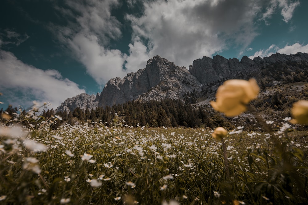 white flower field near mountain under white clouds and blue sky during daytime