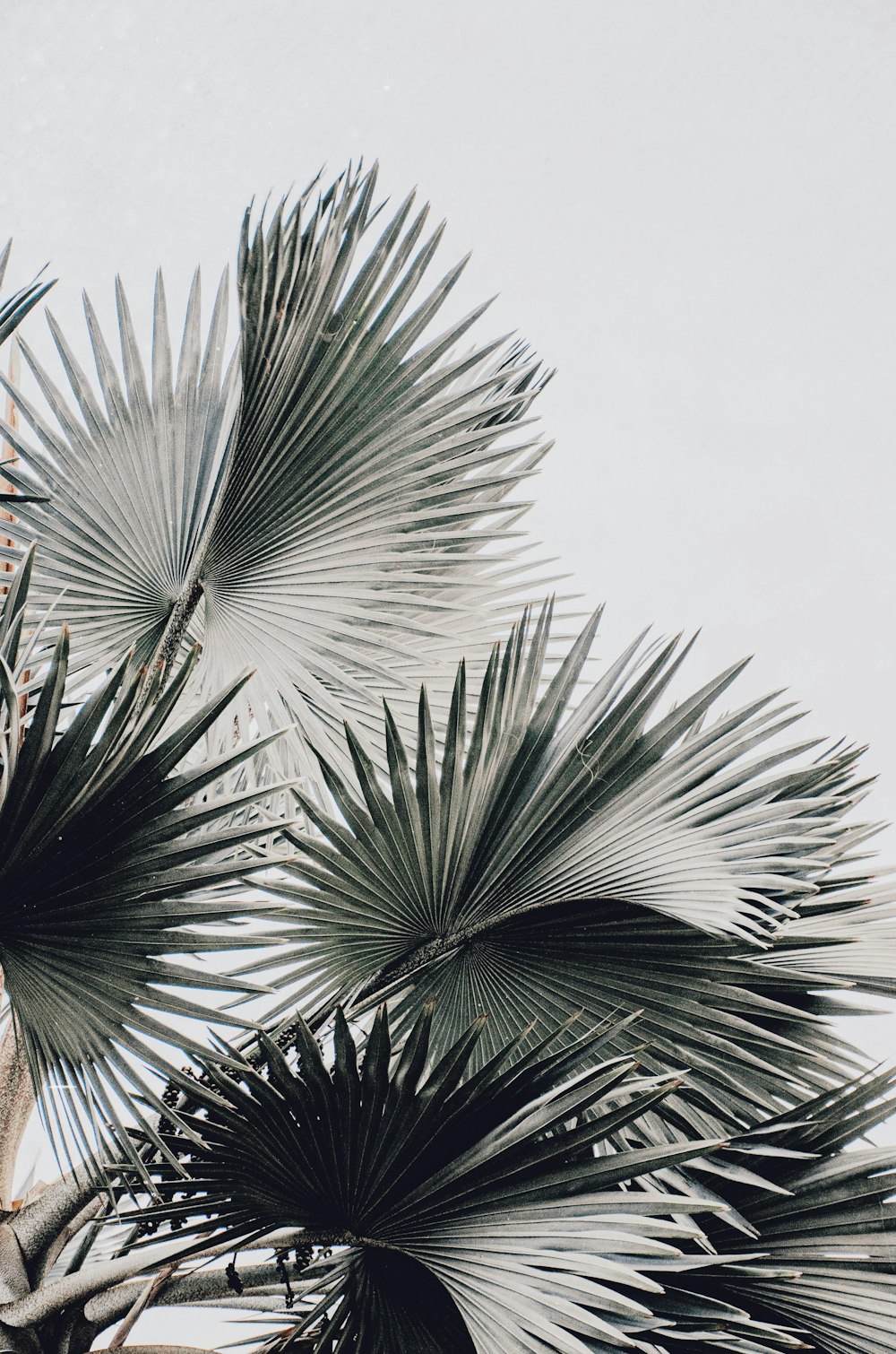 Lá dừa là biểu tượng của sự yên bình và tươi mới. Thưởng thức hình ảnh cây dừa để cảm nhận được một nét đẹp đến từ tự nhiên.