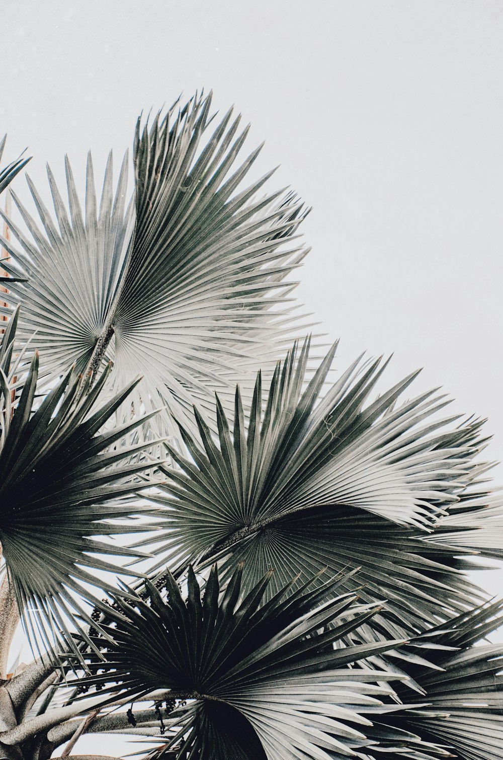 Palmera verde bajo el cielo blanco durante el día