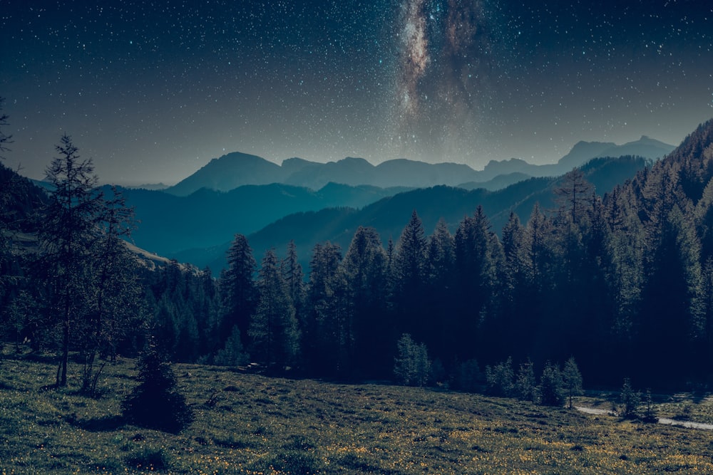 green pine trees on mountain under blue sky during night time