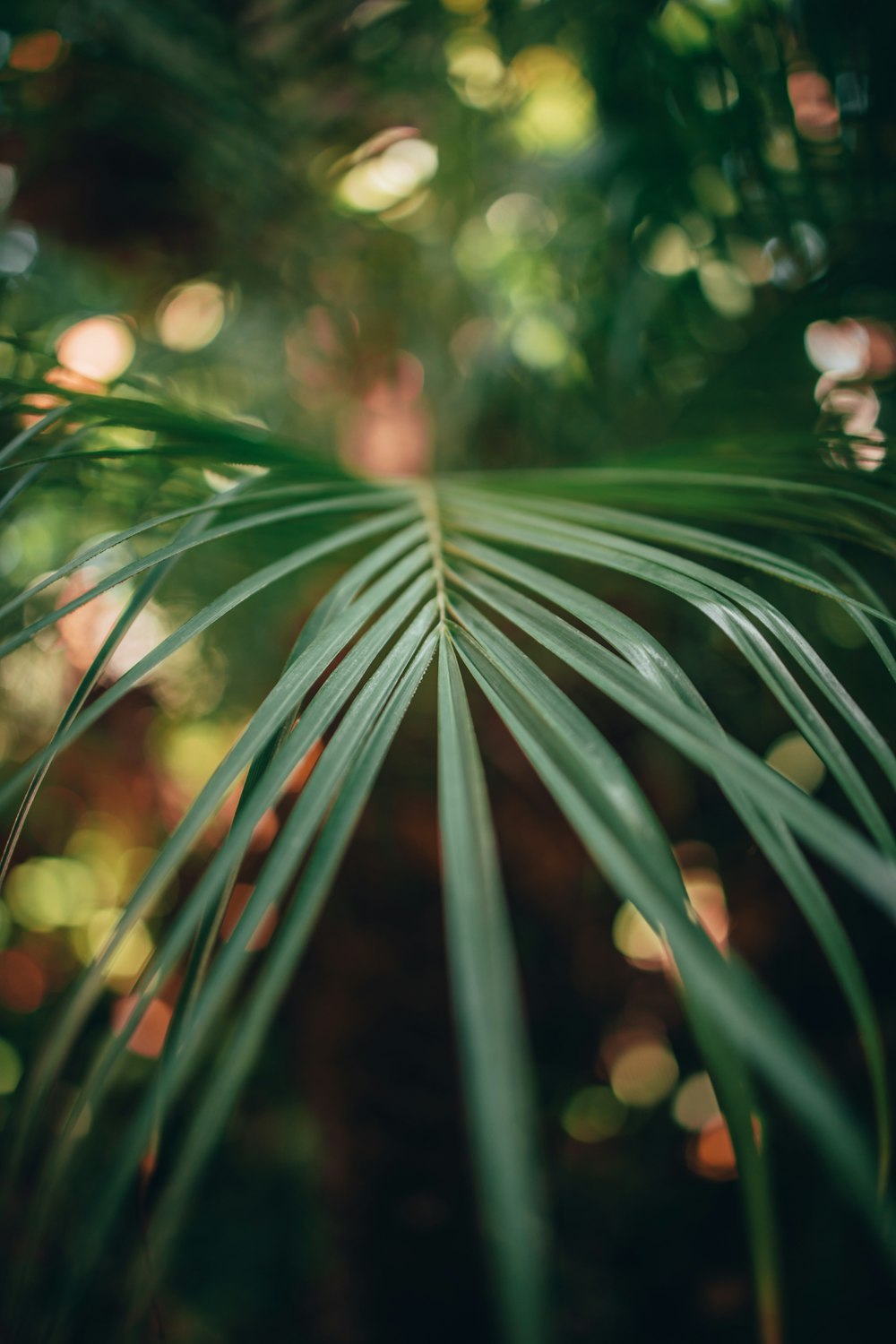 green leaf plant in close up photography