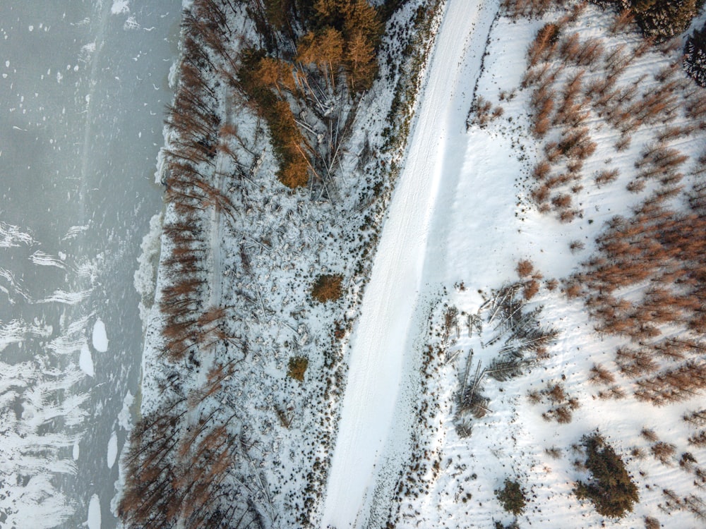 brown trees covered with snow during daytime