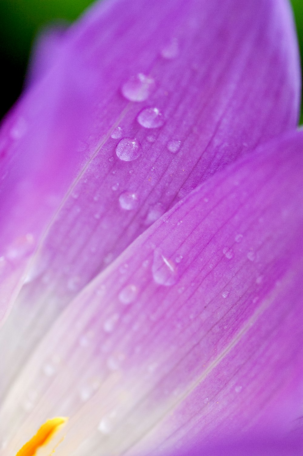 fiore viola con gocce d'acqua