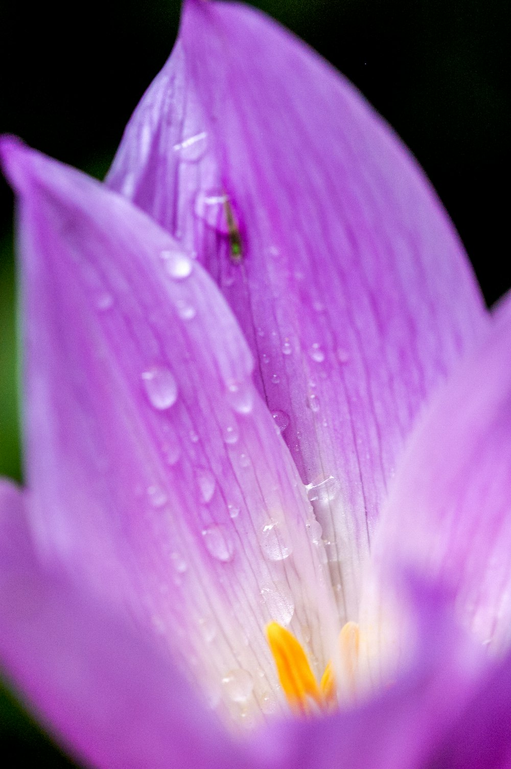 purple crocus flower in bloom close up photo