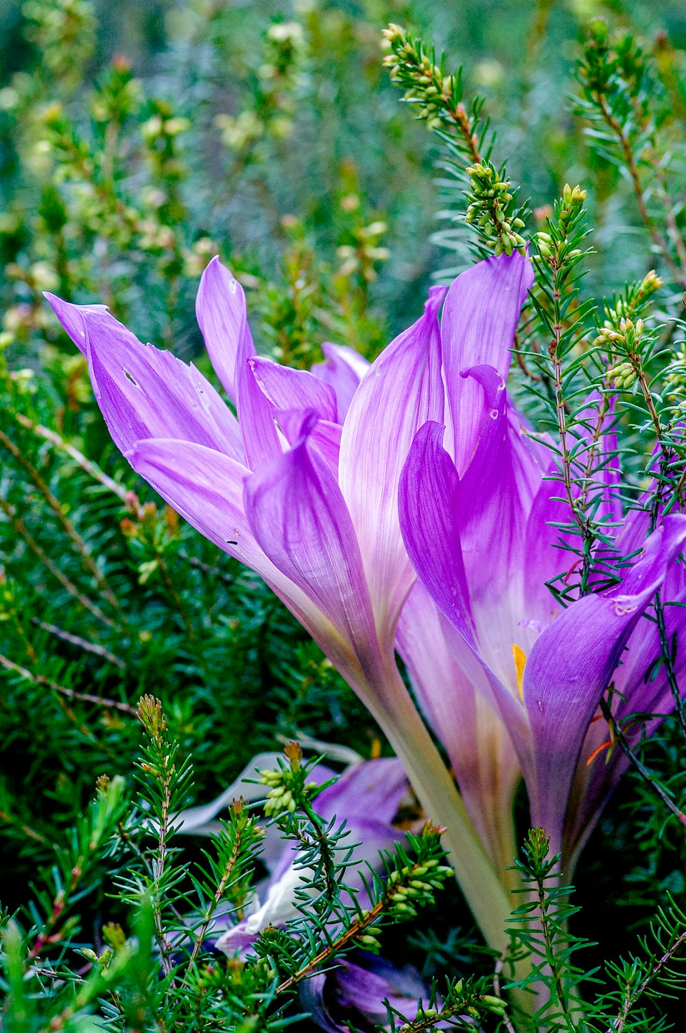 purple crocus in bloom during daytime