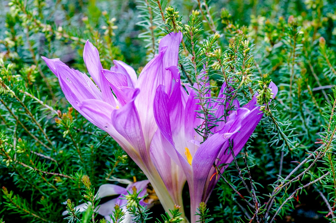 pink crocus in bloom during daytime