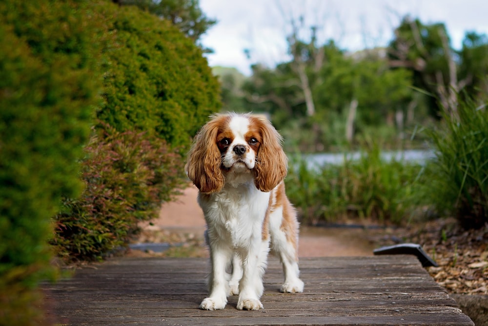 white and brown long coated small dog on brown wooden surface during daytime