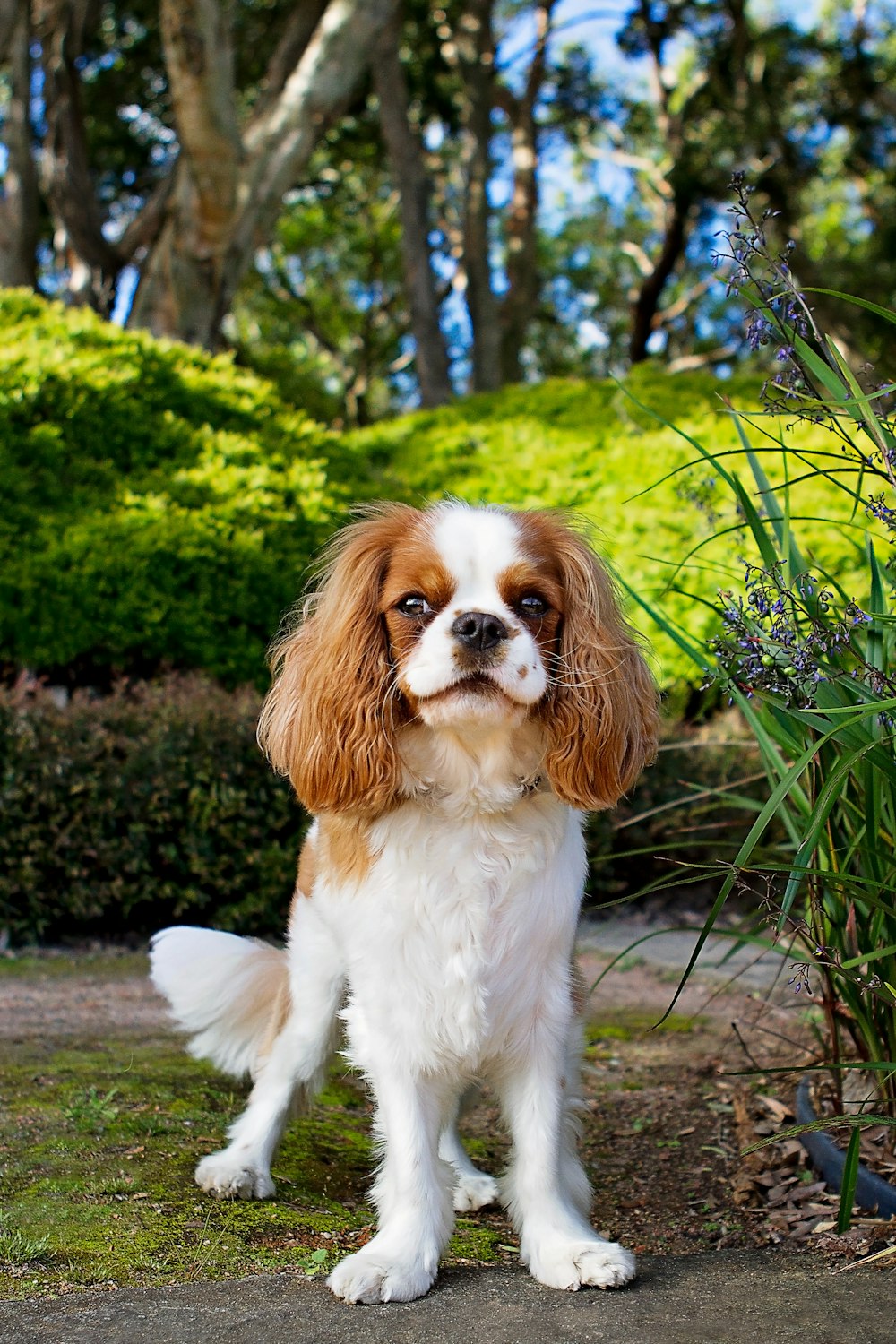 white and brown long coated small dog on green grass during daytime