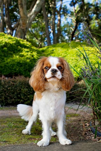 Cavalier King Charles Spaniel portrait beside garden greenery