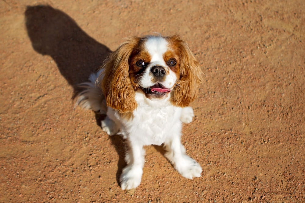 white and brown long coat small dog